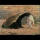 The Best Nature Series, Ever